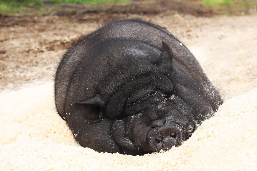 ПігБіотик Чому важливо для свинарства? Лікування та профілактика ...