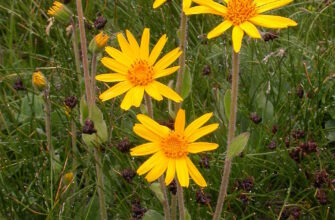 Арніка: цілющі властивості та користь для здоров’я та краси