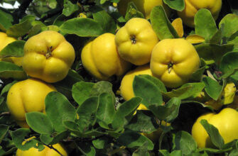 Айва: корисні властивості, застосування та користь для здоров’я