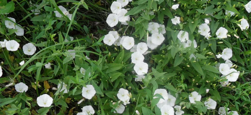 Берізка польова: Невидима загроза здоров’ю людини та довкіллю