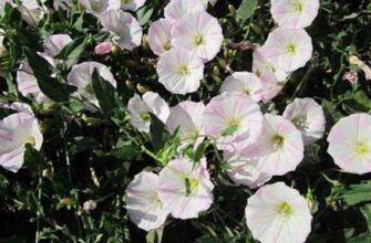 Берізка польова: отруйні властивості та небезпека для людини