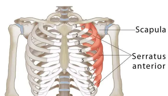 Біль під лівим ребром спереду: причини, симптоми та лікування