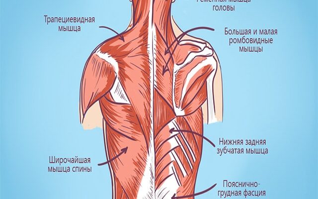 Біль під лопаткою: причини, діагностика та ефективні методи лікування