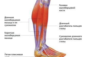 Біль у гомілці при ходьбі: причини, лікування та профілактика