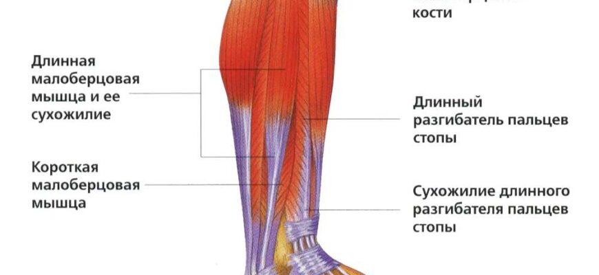 Біль у гомілці при ходьбі: причини, лікування та профілактика