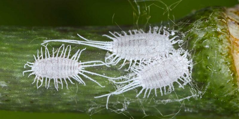 Борошнистий червець: звідки береться і як запобігти його появі