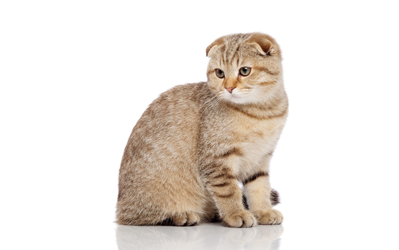 Скоттіш-фолд - шотландський висловухий кіт. - історія походження ...