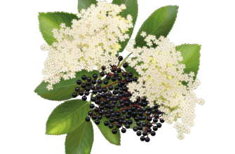 Бузина: цілющі властивості та користь для здоров’я організму