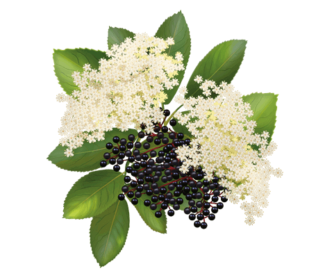 Бузина: цілющі властивості та користь для здоров’я організму