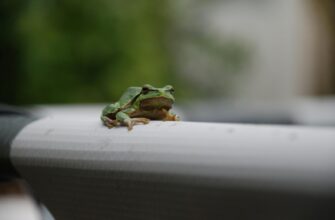 Чому сняться вишні: розкриття значення сну та символіки ягоди