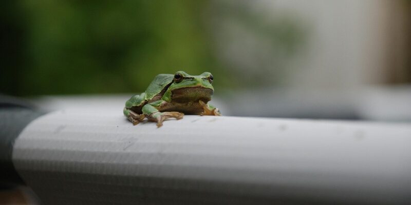 Чому сняться вишні: розкриття значення сну та символіки ягоди