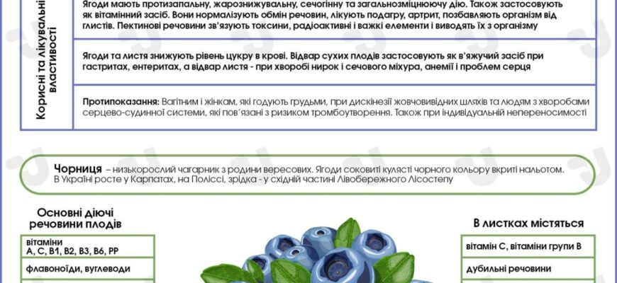 Чорниця та лохина: основні відмінності та корисні властивості ягод