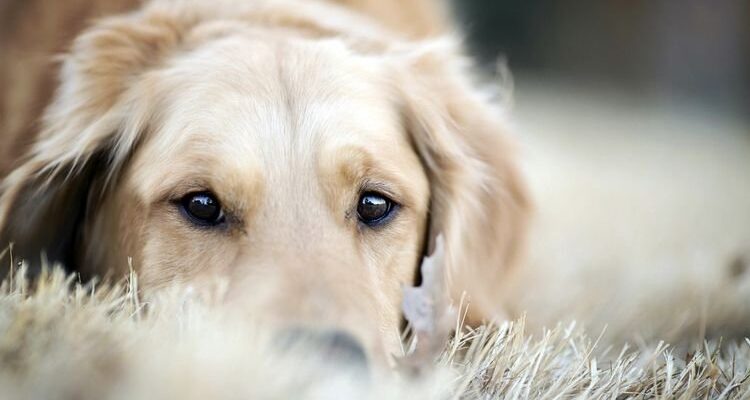 Чи буває тічка у собак після стерилізації: розкриваємо деталі процесу