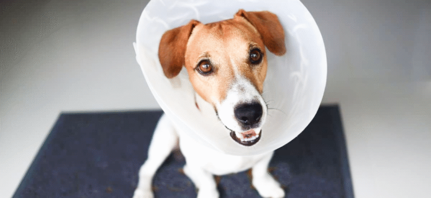 Чи потрібно каструвати собаку: переваги, ризики та важливі поради