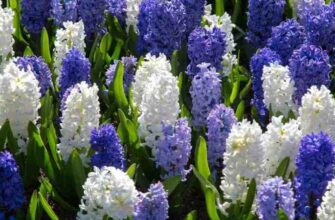 Чи варто викопувати гіацинти на зиму: поради та рекомендації фахівців