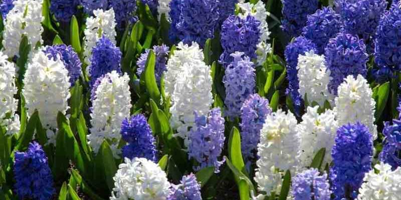 Чи варто викопувати гіацинти на зиму: поради та рекомендації фахівців