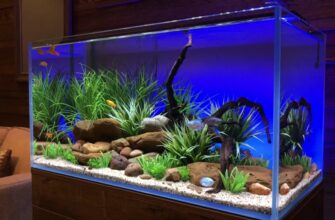Чи варто залишати світло в акваріумі на ніч: поради та рекомендації