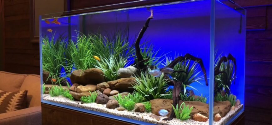 Чи варто залишати світло в акваріумі на ніч: поради та рекомендації