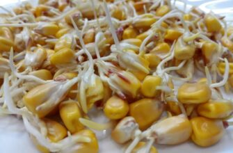 Чи варто замочувати насіння кукурудзи перед посадкою для кращого росту?