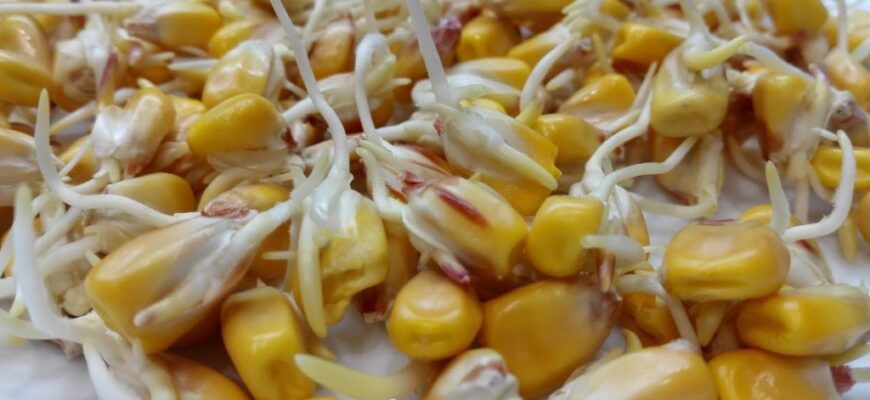 Чи варто замочувати насіння кукурудзи перед посадкою для кращого росту?