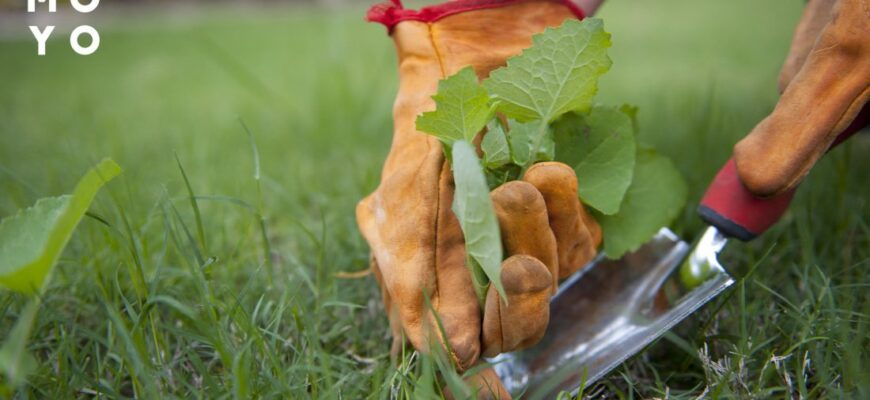 Чим ефективно обробити газон від бур’янів: найкращі засоби та методи