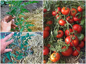 Список статей про помідори: посадка, догляд, сорти, хвороби і ...