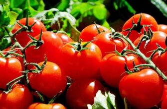 Чим ефективно обробити розсаду помідорів: найкращі засоби та методи