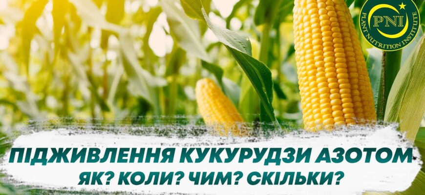 Чим ефективно підживити кукурудзу вдома: поради та рекомендації