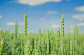 Чим ефективно підживити пшеницю навесні: поради та оптимальні засоби