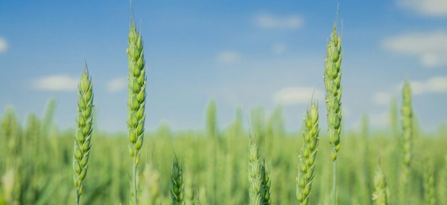 Чим ефективно підживити пшеницю навесні: поради та оптимальні засоби
