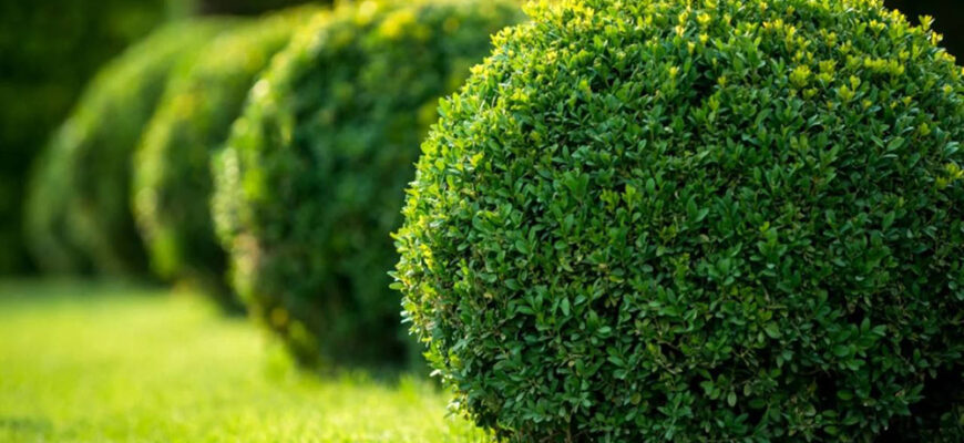 Чим ефективно підживити самшит: поради для здорового зростання