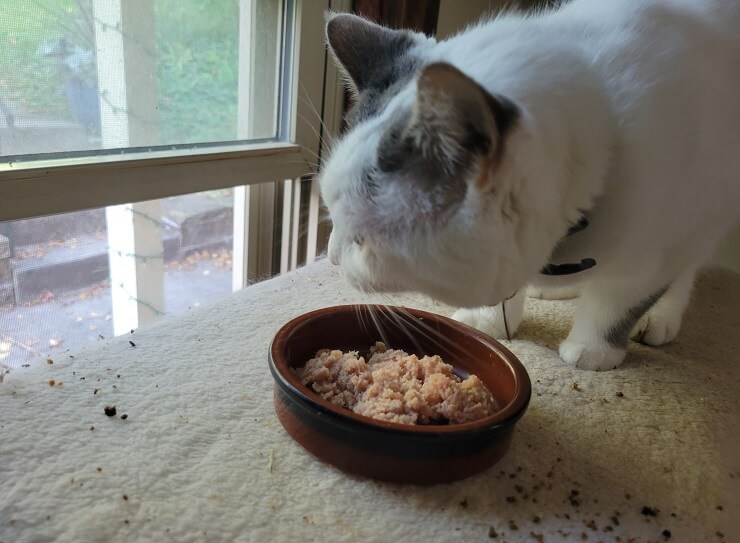 Скільки потрібно годувати кота (і як часто) - Cats.com