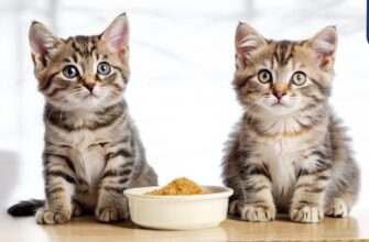 Чим годувати 2-тижневе кошеня: поради з харчування та догляду