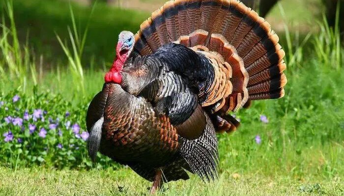 Чим годувати індиків для швидкого зростання: ефективні поради та раціони Чим годувати індиків для швидкого зростання: ефективні поради та раціони
