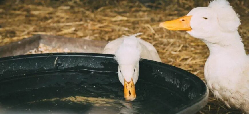 Чим годувати качок: оптимальний раціон для здоров’я та розвитку птахів