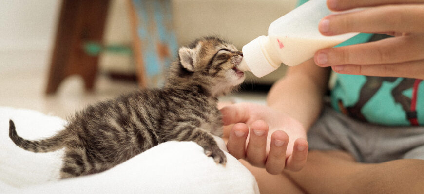 Чим годувати кошеня 3 тижні: поради з вибору раціону та харчування Чим годувати кошеня 3 тижні: поради з вибору раціону та харчування