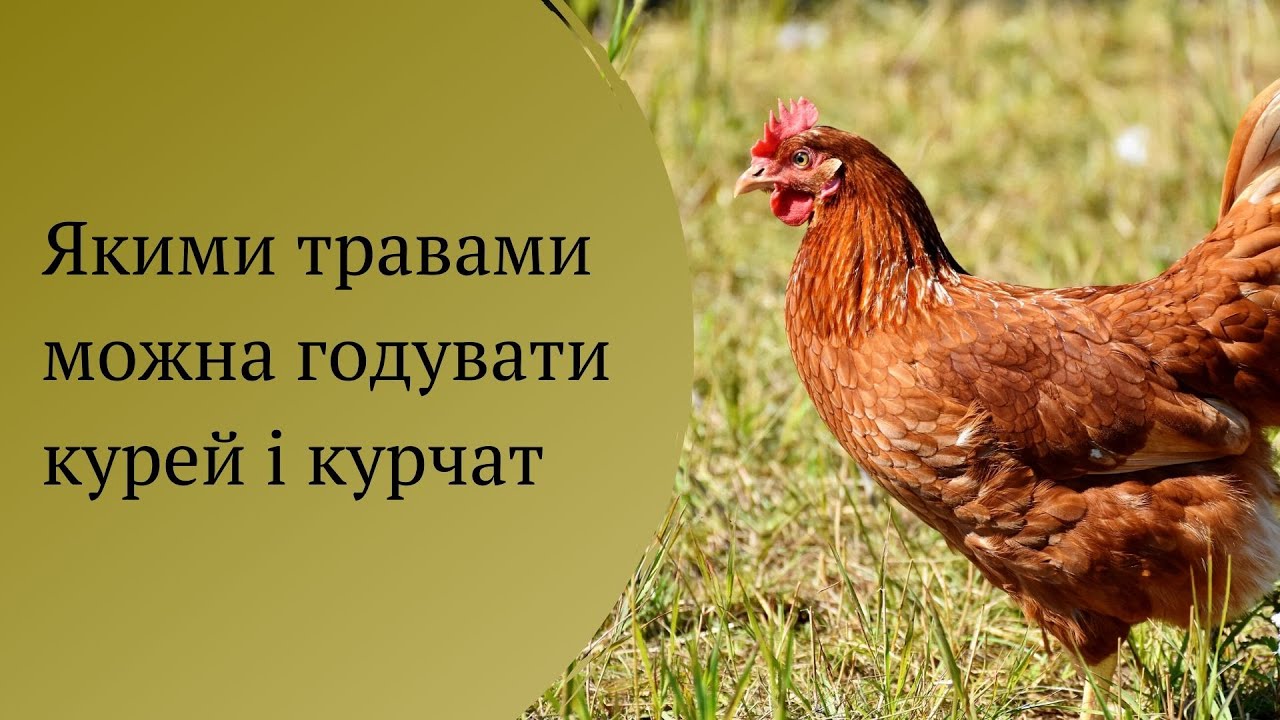 Якими травами можна годувати курей і курчат