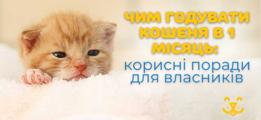 Чим годувати місячне кошеня вдома: поради для здорового раціону Чим годувати місячне кошеня вдома: поради для здорового раціону