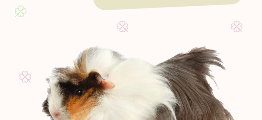 Чим годувати морську свинку: повний гід з вибору здорової дієти