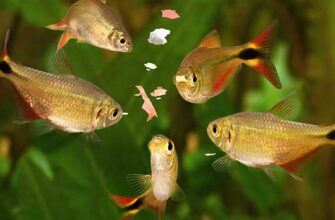 Чим годувати рибу вдома: поради щодо раціону для акваріумних рибок