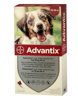 Чим годувати собаку після укусу кліща: поради для швидкого одужання