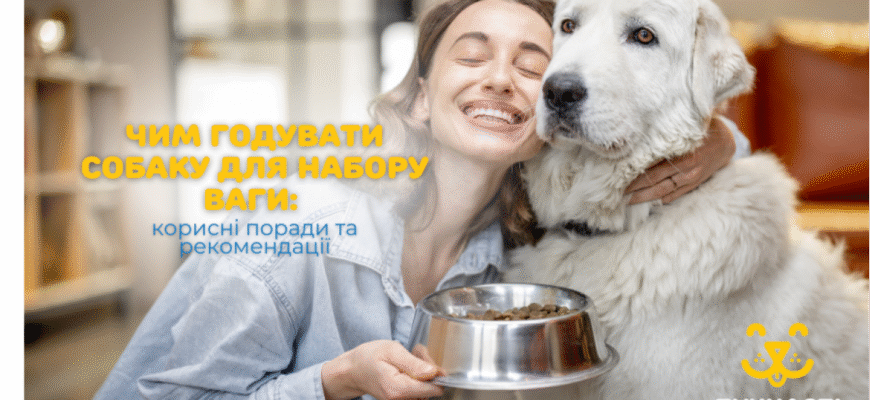 Чим годувати собаку вдома: рекомендації та корисні поради