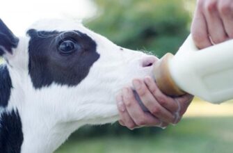 Чим годувати теля: поради для швидкого та здорового зростання