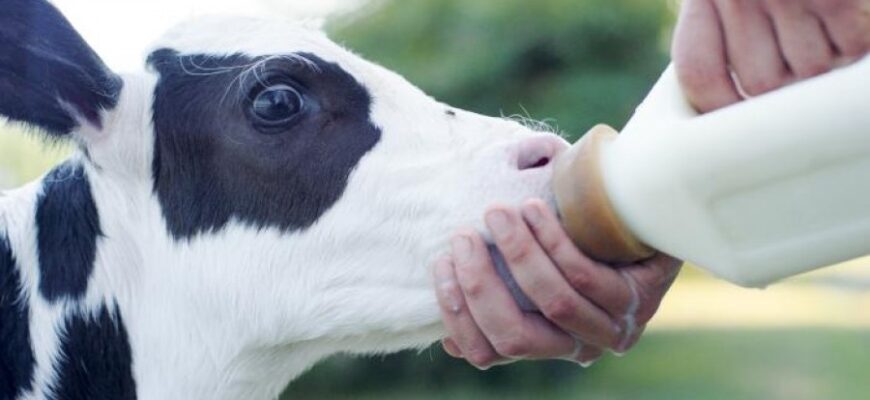 Чим годувати теля: поради для швидкого та здорового зростання