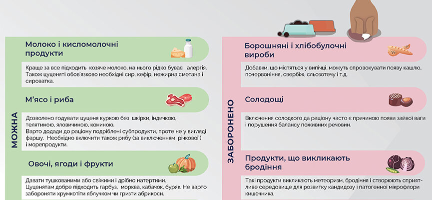 Чим годувати цуценя в 2 місяці: оптимальний раціон для вашого улюбленця Чим годувати цуценя в 2 місяці: оптимальний раціон для вашого улюбленця
