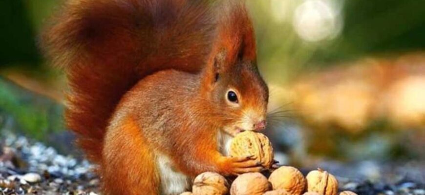 Чим харчуються білки: основні продукти в раціоні пухнастих гризунів