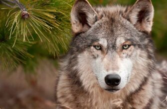 Чим харчуються вовки: раціон хижаків у природних умовах України