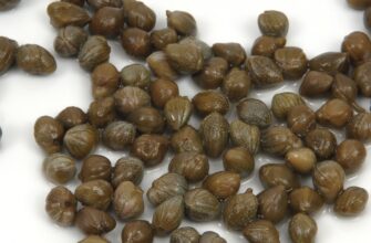 Чим корисні каперси: унікальні властивості та користь для здоров’я