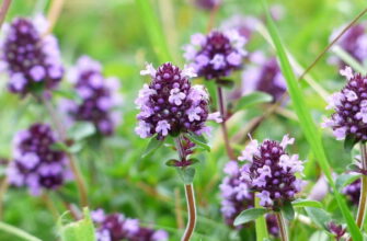 Чим корисний чай з чебрецю: корисні властивості та вплив на здоров’я