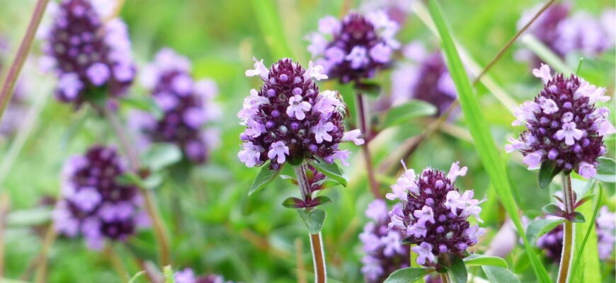 Чим корисний чай з чебрецю: корисні властивості та вплив на здоров’я